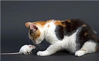 猫咪还要洗牙吗为什么呢