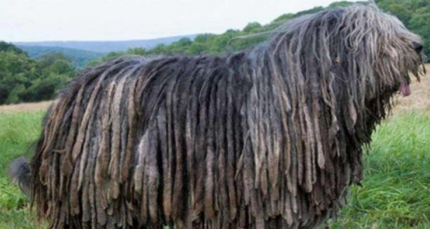 伯格马斯科犬介绍 伯格马斯科犬介绍