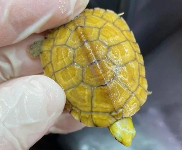 “微笑天使”小青龟怎么发色？浅聊黄喉小青龟的发色