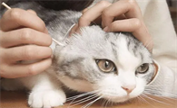 猫咪的耳屎为什么特别多呢怎么回事