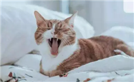 猫咪为什么会很激动呢