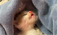 猫咪为什么这么容易生病