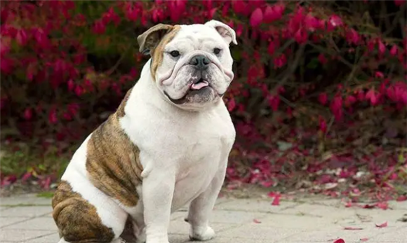 怎么样挑选斗牛犬啊