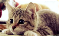 猫咪为什么喜欢上神龛啊