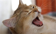 猫咪一直打喷嚏怎么办啊