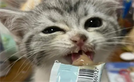 猫咪多久吃一次猫条比较好一点
