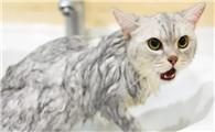 猫咪为什么特别爱洗澡呢