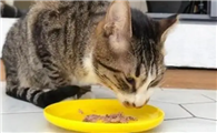 猫咪为什么爱啃排骨呢