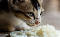 猫可以吃米饭吗