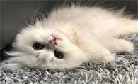 猫咪为什么会打吊瓶玩