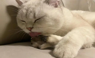 猫咪为什么老是舔蛋