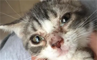 什么是猫瘟有什么症状