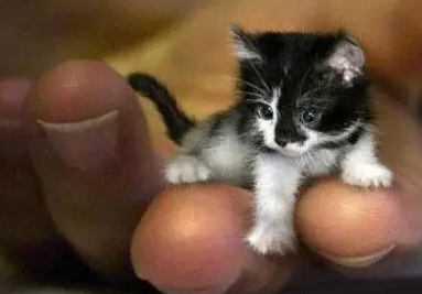 皮堡斯猫在哪里可以抓