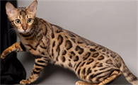 孟加拉猫的性格及外形特征