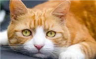 猫咪为什么爱钻盒子