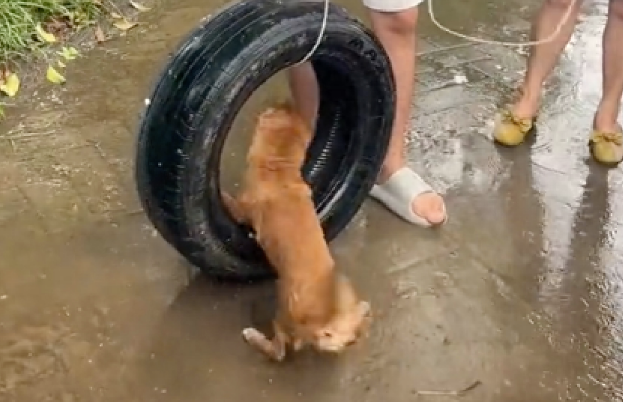 雨天狗狗掉进河里，小伙机智丢轮胎救了它！