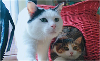 猫咪刚回家为什么会特别粘人啊