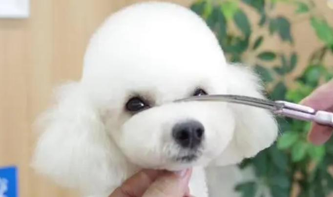 名匠宠物美容可靠吗? 名匠宠物美容可靠吗?