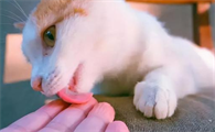 猫咪为什么喜欢舔人手啊