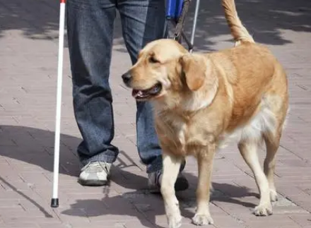 导盲犬一般是哪些品种?各自有什么特点? 导盲犬一般是哪些品种?各自有什么特点?
