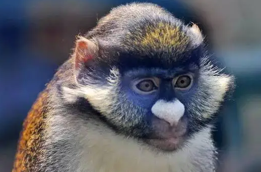 一文详解:大白鼻长尾猴的饲养与繁殖 一文详解:大白鼻长尾猴的饲养与繁殖