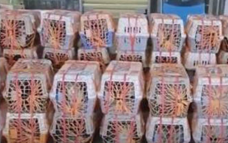 一位男生的爱心之举 带67只猫狗跨3400公里搬家 一位男生的爱心之举 带67只猫狗跨3400公里搬家