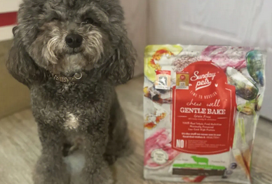 sundaypets什么牌子