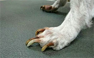 为什么狗狗指甲变黑啊