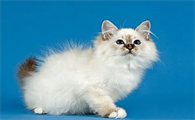 猫为啥爱睡觉是啥原因
