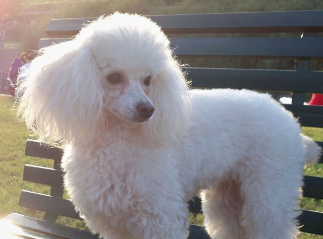 贵宾犬和泰迪的区别是什么 贵宾犬和泰迪的区别是什么
