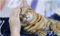 猫咪为什么要使劲蹭人头呢