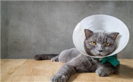 猫出门要禁食不