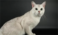 你了解猫界千金—波米拉猫吗？