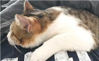 猫为什么爱趴在人的身上呢