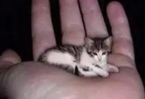 皮堡斯猫能生小宝宝吗