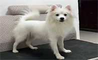 银狐犬和萨摩的区别是什么