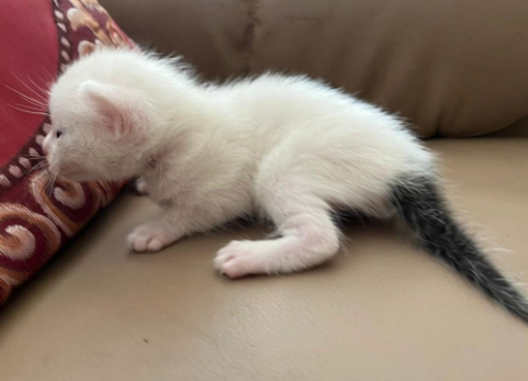 雪里拖枪猫是什么品种的猫