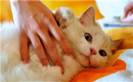 猫咪为什么总是用手抓自己呢