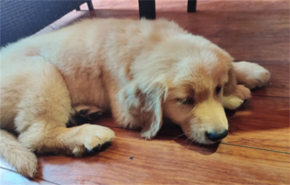 拉布拉多幼犬拉肚子不吃东西怎么回事