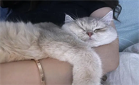 猫为什么喜欢趴在怀里