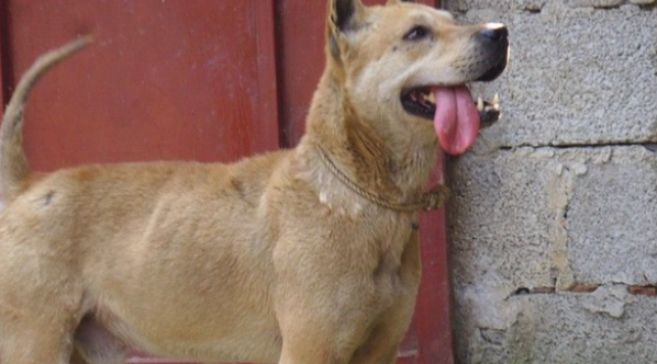 土猎犬和土狗区别?如何挑选土猎犬? 土猎犬和土狗区别?如何挑选土猎犬?
