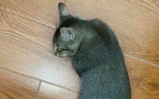 雀猫和狸花猫的区别？