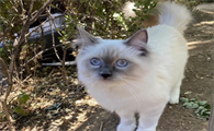 为什么早上猫咪舔人脸