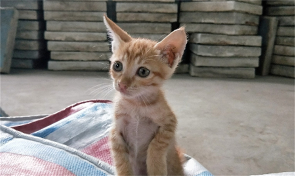 天生卷尾的猫中王者麒麟猫,现在为什么这么惨? 天生卷尾的猫中王者麒麟猫,现在为什么这么惨?