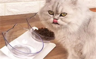 猫咪不爱喝水会导致什么