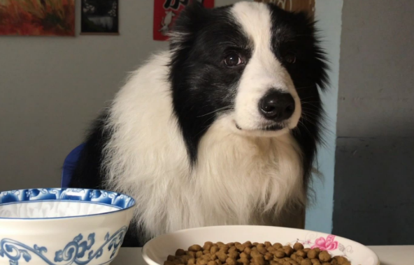 边境牧羊犬吃什么东西比较好