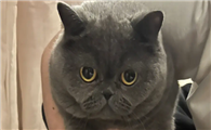 猫咪长出黑色绒毛是为什么啊