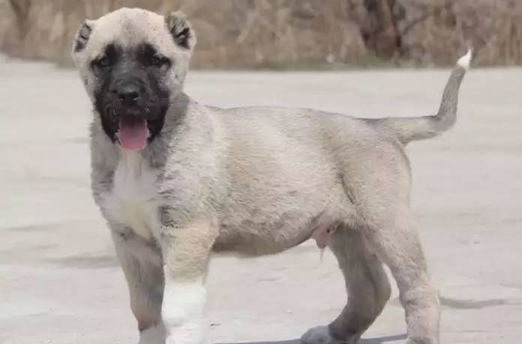 坎高犬的优点和缺点分别是什么呢？