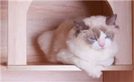 猫咪为什么在柜子顶上呢