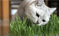 有的猫咪为什么不吃猫草呢